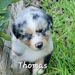 Thomas - Blue merle male Australian Shepherd puppy in Waxhaw, North Carolina from Cane Creek Aussies