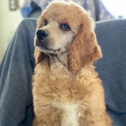 Poodles from TJMR Kennels