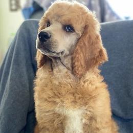 Poodles from TJMR Kennels
