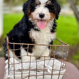 Bernedoodle, Goldendoodle, and Golden Mountain Dog Puppies from K+C Doodles