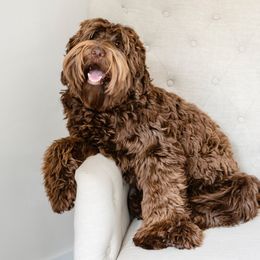 Mocha - Australian Labradoodle