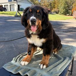 Baron - Black rust and white male Bernese Mountain Dog puppy in Holland, New York from Must B Buffalo Berners