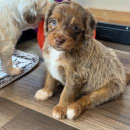 Pink Girl-Phantom Brown Merle - Merle female Goldendoodle puppy in Lowville, New York from DM Hilltop FURfamily