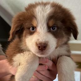 Bumblebee - Red tri-color male Australian Shepherd puppy in Albertville, Alabama from Salt Creek Aussies