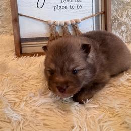 Male 1 - Chocolate male Pomsky puppy in Bucyrus, Missouri from Hill Top Pomskies