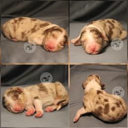 Optimus Prime - Red merle male Australian Shepherd puppy in Colorado Springs, Colorado from Dawn 2 Dusk Ranch