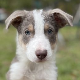 Lilac 2 - Lilac male Border Collie puppy in Gadsden, Alabama from Collie Wood Hills