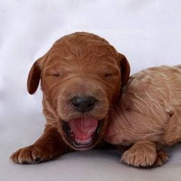 Goldendoodle, Labradoodle, and Poodle Puppies from Don't Forget to Doodle