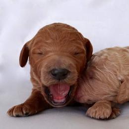 Goldendoodle, Labradoodle, and Poodle Puppies from Don't Forget to Doodle