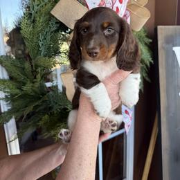 Boy 1 LIMITED AKC - Piebald male Dachshund puppy in Aurora, Missouri from Baker Farms