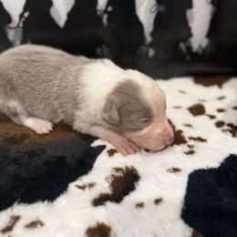 Izzy - Lilac female Border Collie puppy in Washburn, Missouri from BS Farms