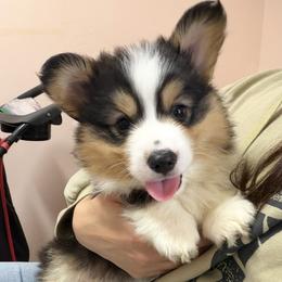 Pembroke Welsh Corgi Puppies from Kern River Corgis