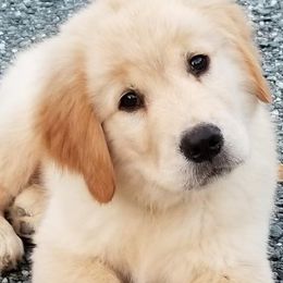 Golden Retriever Puppies from Rocking O Alpacas and Golden Retrievers