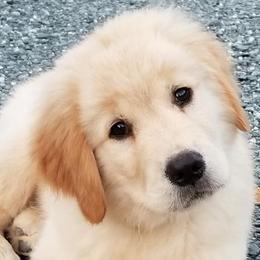 Golden Retriever Puppies from Rocking O Alpacas and Golden Retrievers
