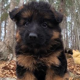 Red Collar - Male - Black and red male German Shepherd puppy in Charlotte, North Carolina from Zuflucht K9s