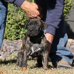 Green Collar - Tiger male Perro de Presa Canario puppy in Pocahontas, Illinois from Cabeza Grande Kennel