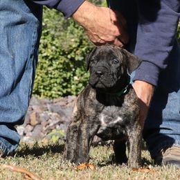 Green Collar - Tiger male Perro de Presa Canario puppy in Pocahontas, Illinois from Cabeza Grande Kennel
