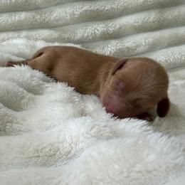 Biscuit - Red male Dachshund puppy in Rialto, California from DashiesDachLLC