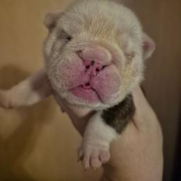 Purple - Red brindle and white female Bulldog puppy in Walhalla, South Carolina from Lowery's English Bulldogs