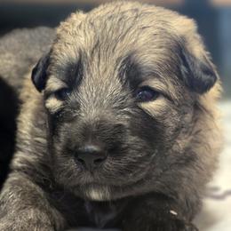 Skywalker - Black and beige male Shiloh Shepherd puppy in Anza, California from Stunning Shiloh Shepherds