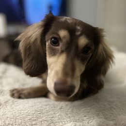 Rowan - Dachshund