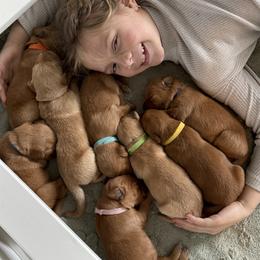 Golden Retriever Puppies from Roepke Golden Retrievers