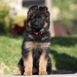 Pink - Black and red German Shepherd puppy in El Dorado, California from von den Bären Shepherds