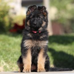 Pink - Black and red German Shepherd puppy in El Dorado, California from von den Bären Shepherds