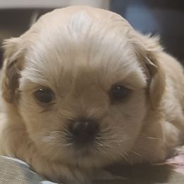 Puppy 2 - Cream and white male Shih Tzu puppy in Belleville, Michigan from Patricia's Heavenly Earth Angels