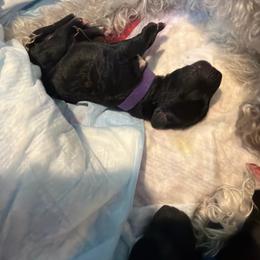 Purple - Blue female Bedlington Terrier puppy in San Jose, California from Barbos Heart
