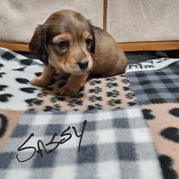 Dachshund Puppies from Happy Tails Doxie's