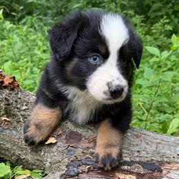 Nova - Black tri-color female Australian Shepherd puppy in Lynnville, Indiana from Moonlightaussies