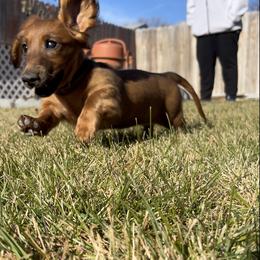 Cavalier King Charles Spaniel and Dachshund Puppies from Cavalier Companions CO.