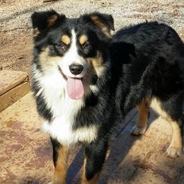 Mandy - Miniature Australian Shepherd