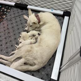 German Shepherd Puppies from Haven Farm
