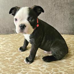 Boy 2 - Black and white male Boston Terrier puppy in Pahrump, Nevada from Lujan Ranch