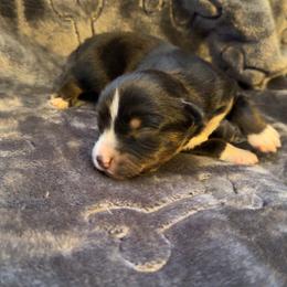 Abby - Black tri female Miniature Australian Shepherd puppy in Deming, New Mexico from Rave'n Aussies of New Mexico