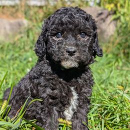 Robin - Blue female Poodle puppy in Salem Township, Maine from Moirae Poodles