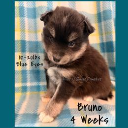 Bruno - Black male Pomsky puppy in Marshall, Minnesota from Miles of Smiles Pomskies
