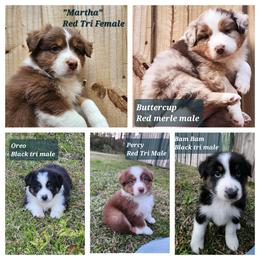Australian Shepherd Puppies from Crab Point Australian Shepherds