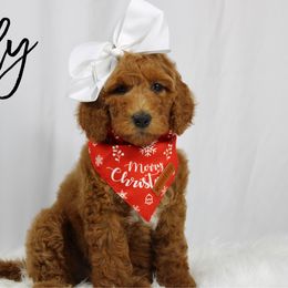 Jelly - Red  female Goldendoodle puppy in Casa Grande, Arizona from AzDoodle Dandies