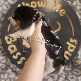 Brown collar - Black white and brown male Basset Hound puppy in Alton, Illinois from Show Me Great Danes and Basset Hounds