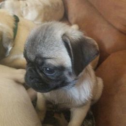 Pugs from Pugs of Slapout