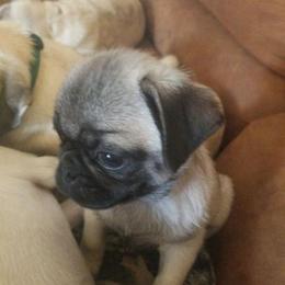 Pugs from Pugs of Slapout