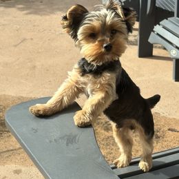 Adam - Yorkshire Terrier