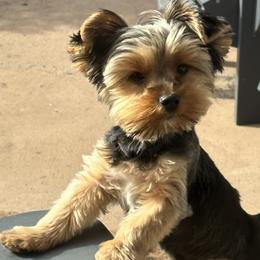 Adam - Yorkshire Terrier