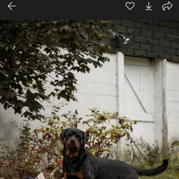 Madeline - Rottweiler