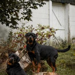 Madeline - Rottweiler