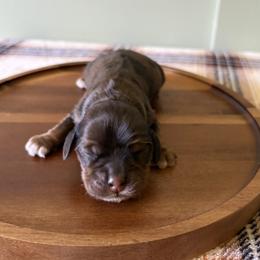 Girl 4 - female Cocker Spaniel puppy in Indiana from muddy boots cocker spaniels and cockapoos