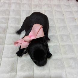 Cece - Black female Havapoo puppy in Brookings, South Dakota from Hofer Pups